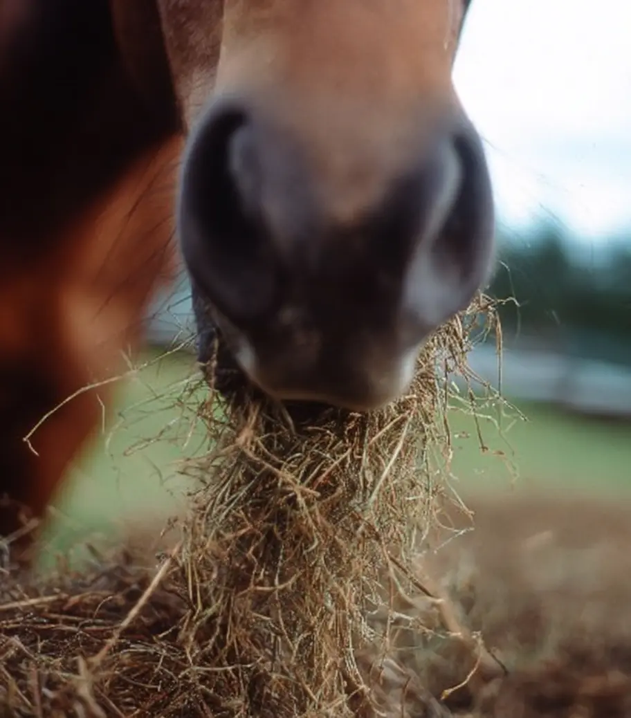 Hevosen ruokintarutiinit